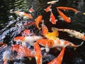 Fancy carp koi fish underwater Royalty Free Stock Photo